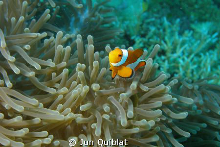 C7070 Olympus Cam, Lagindingan Point, Mis. Or., Phil.
 by Jun Quiblat 