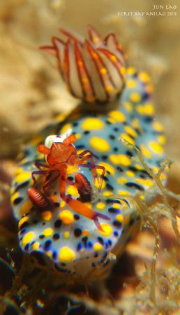 Surfin USA ♪ ♫ by Yagit Diver 