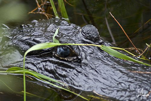A trip to Jonathon Dickenson State Park near W. Palm Beac... by Steven Anderson 