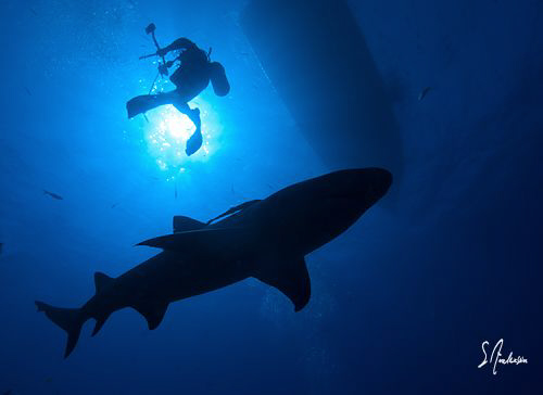 This image has a little of everything - I like it for tha... by Steven Anderson 