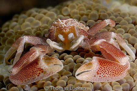 found in Lembeh; D200 by Thomas Lueken 