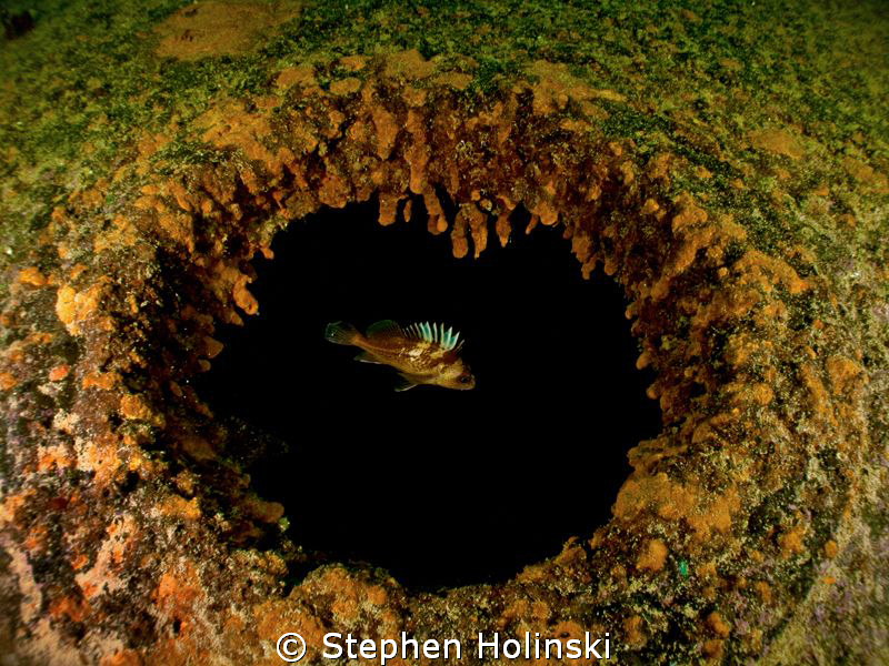 Rockfish on the wreck. Porteau Cove, British Columbia. Ca... by Stephen Holinski 