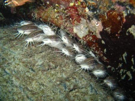 Juvenile Catfish in Paradise 1 of Pulau Mabul by Timothy Sia 