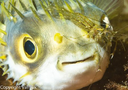 Porcupine fish with a shrimp on its nose.  Never seen thi... by Bill Van Eyk 