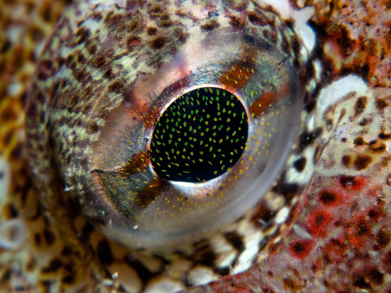 Red Irish Lord Eye. Bowen Island, Vancouver, BC. Canon G1... by Stephen Holinski 