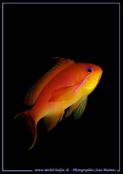Female Swallowtail seaperch (Anthias). by Michel Lonfat 