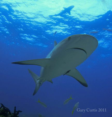 A curious Reef Shark coming over the top of the reef with... by Gary Curtis 