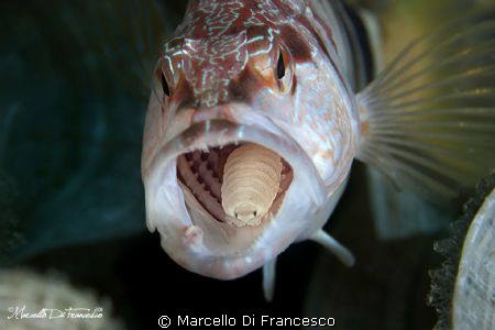 "The Intruder" - Serranus scriba and isopoda - by Marcello Di Francesco 