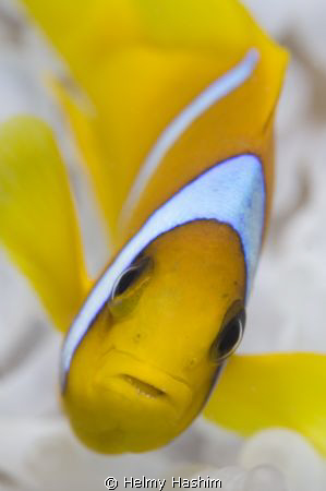 clown fish ! by Helmy Hashim 