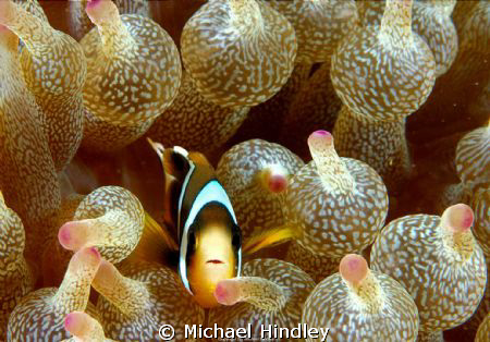 This Image was taken dring the Sodwana bay shootout 2011 ... by Michael Hindley 