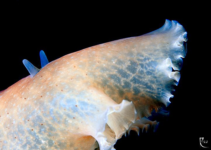Flatworm closeup. 60mm Makro lens with +4 diopter attached. by Rico Besserdich 