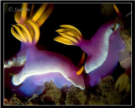 BUDDY PUSH. taken with c5060, fl20. by Han Peng Lim 