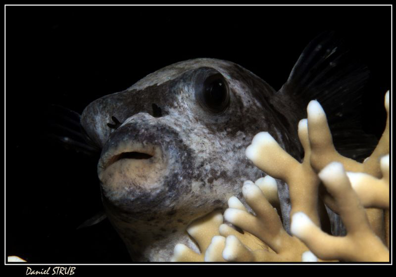 Puffer resting (lazy boy) :-D by Daniel Strub 