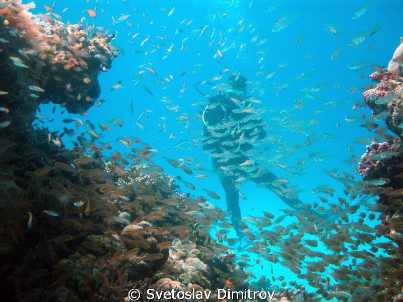 My diving buddy came into the frame with a shoal of fishes by Svetoslav Dimitrov 