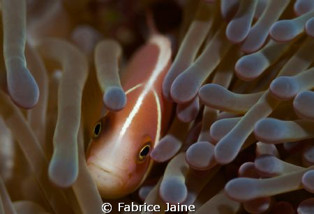 "Who are you?" This is about what this pink skunk clownfi... by Fabrice Jaine 