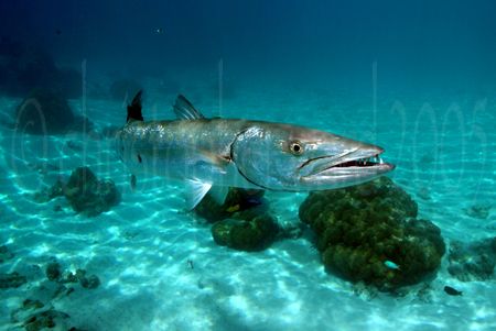 Motu off Moorea, French Polynesia. Barracuda after lunch ... by Christopher Ward 