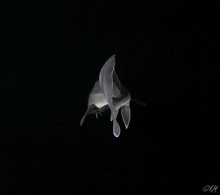 Sturgeon by Veronika Matějková 