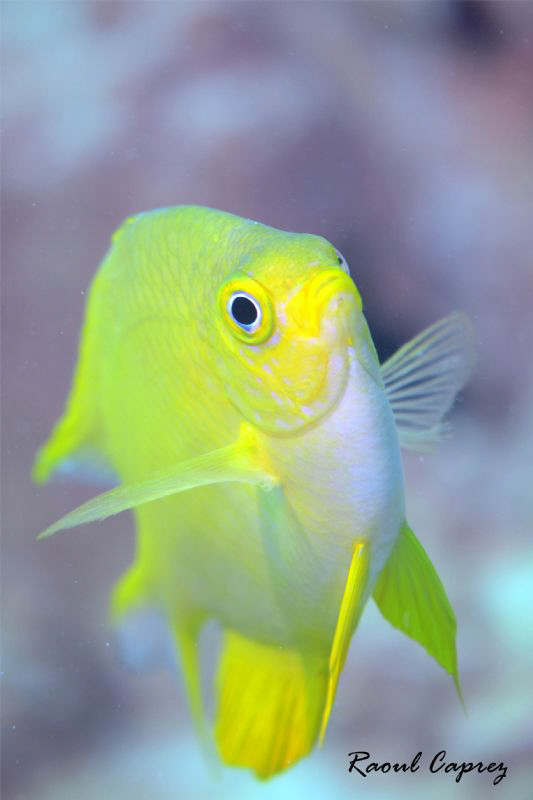 A curious yellow one by Raoul Caprez 