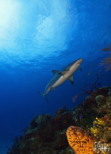 Ginormous provides a perfect setting for photographing sh... by Steven Anderson 
