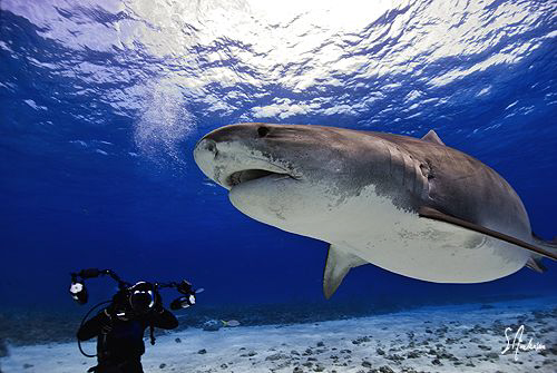 Here she comes! Emma at Tiger Beach - Bahamas. This image... by Steven Anderson 