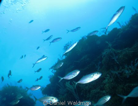 Photo taken with Canon G11 with Canon Housing and Ikelite... by Daniel Waldman 