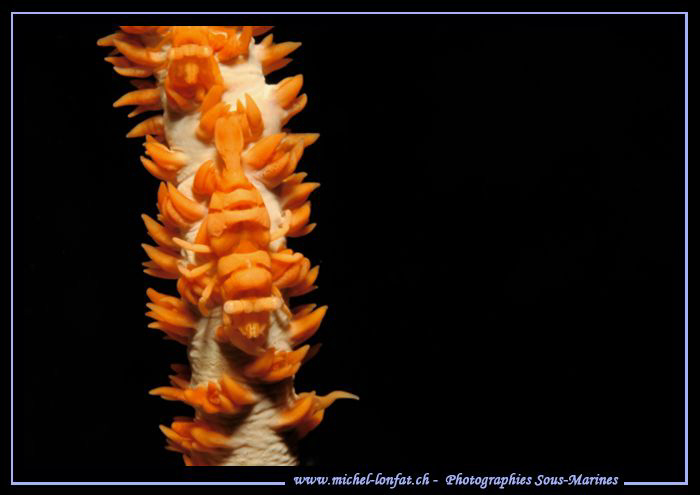 Little Symbiotic Shrimp.... :O)... by Michel Lonfat 