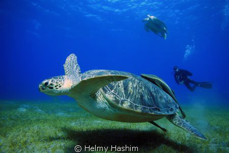 green sea turtels by Helmy Hashim 
