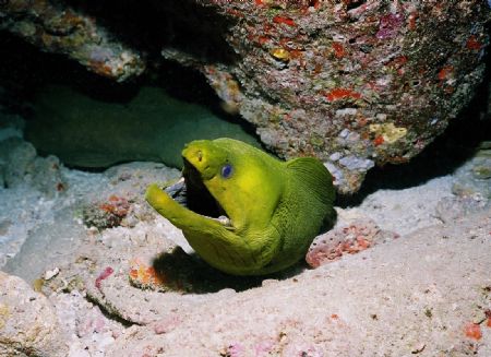 Green moray West Palm Beach Fl.
Nikonos V, 28mm lens, RS... by Charles Heath 