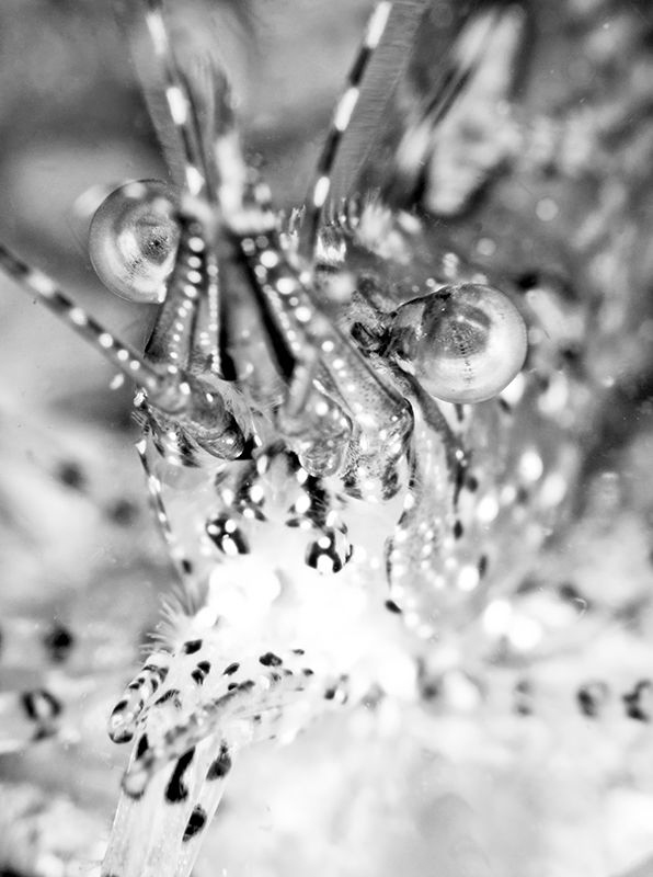 Prawn Portrait in B&W - Victoria, British Columbia. Canon... by Stephen Holinski 