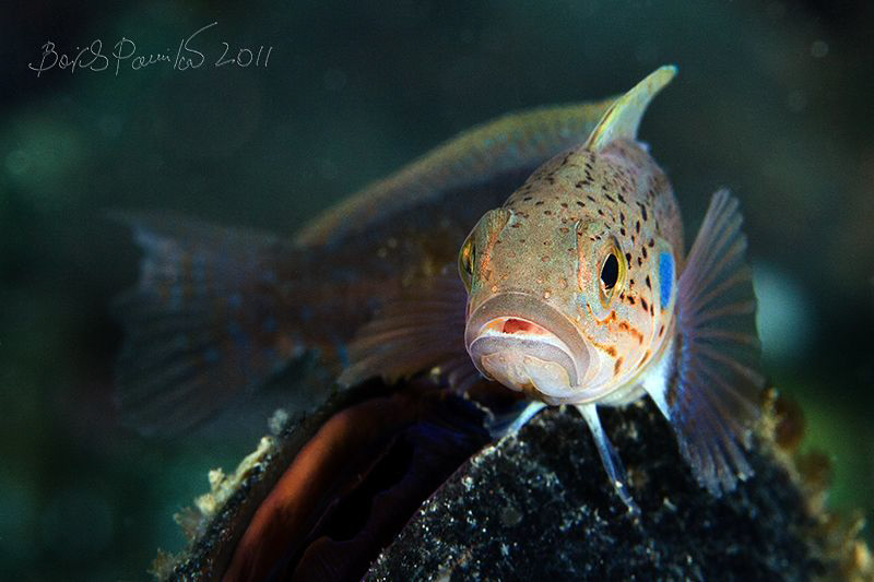 Blackspot ronquil female on mussel
/ Bathymaster derjugi... by Boris Pamikov 