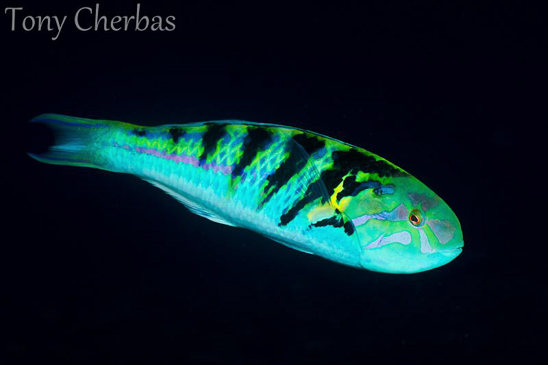Fast  Wrasse by Tony Cherbas 