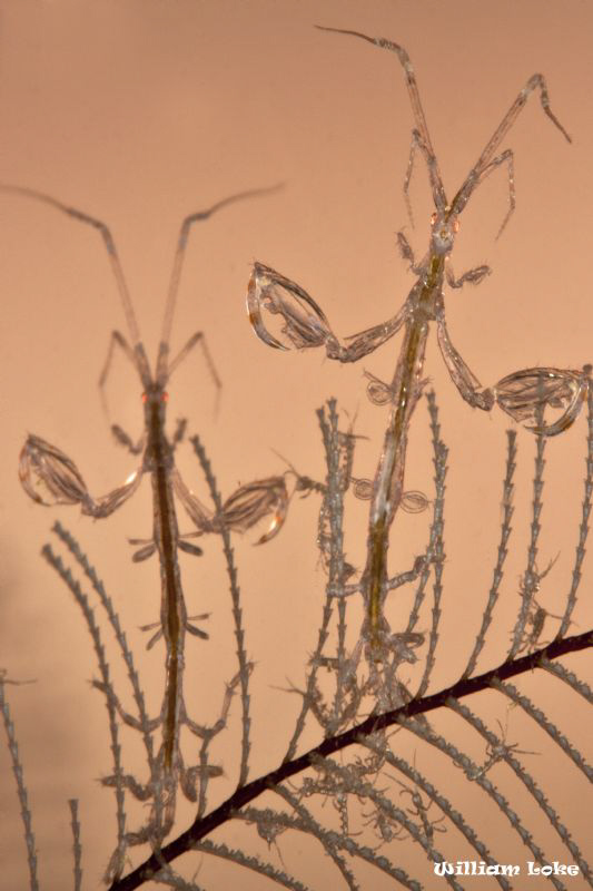 Skeleton Shrimps - Red Eye Monsters Protecting the Young ... by William Loke 