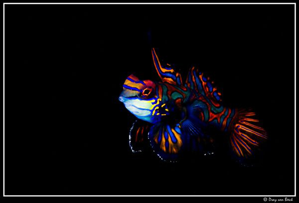 mandarine by Dray Van Beeck 