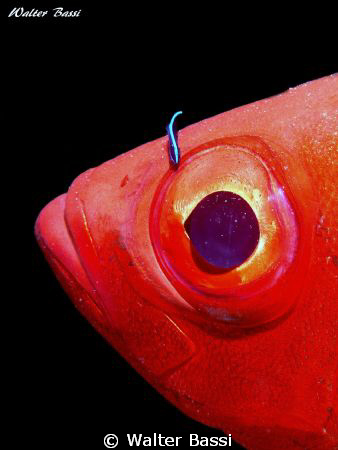 pesce corrazziere con pulitore by Walter Bassi 