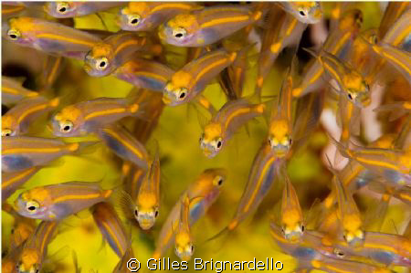 taken with a 150 mn, this allow me to take them before i ... by Gilles Brignardello 