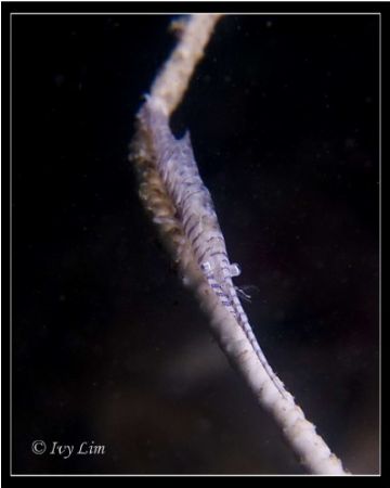 Gorgonian Shrimp, at Pulau Salu, Singapore Southern Island by Ivy Lim 
