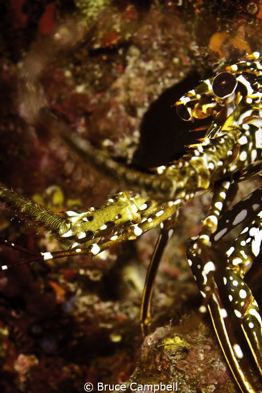 Lobster hiding under an overhang by Bruce Campbell 