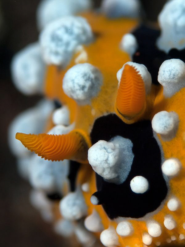 Phyllidia ocellata, Tulamben by Doug Anderson 