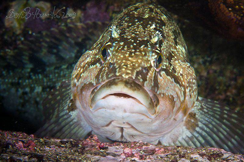 Fat-guts
Fat greenling / Rock trout by Boris Pamikov 