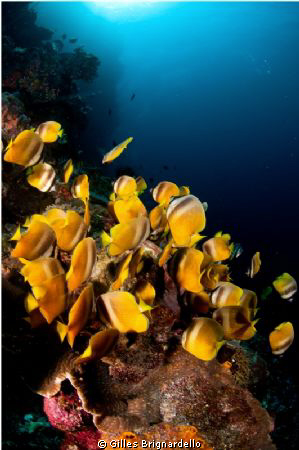 the fishes are so busy eating the eggs that you can touch... by Gilles Brignardello 