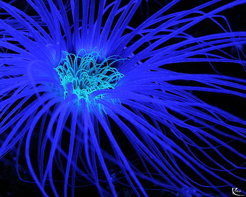 Fluorescence...... ;-) by Rico Besserdich 