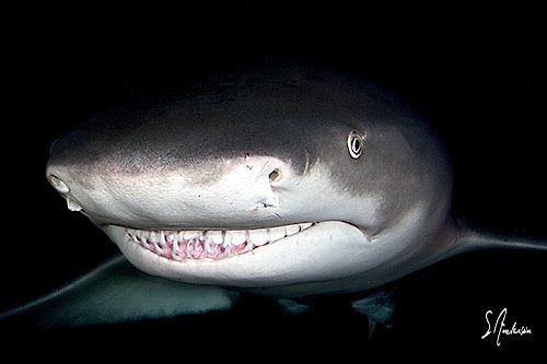Awesome diving at night with these gentle but very curiou... by Steven Anderson 