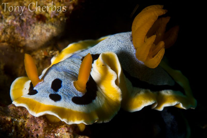 Anna's Chromodoris by Tony Cherbas 