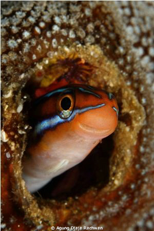 Blenny of Raja Ampat .... "Hellowww" ... :) by Agung Djaja Rachwan 