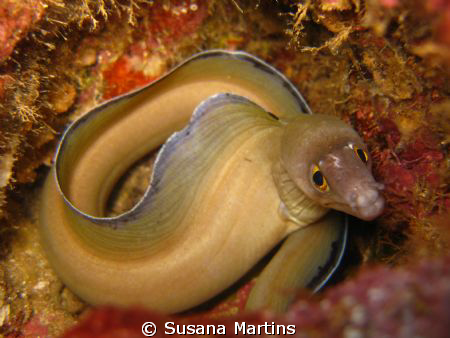 Looking Shy... - Eel moray by Susana Martins 