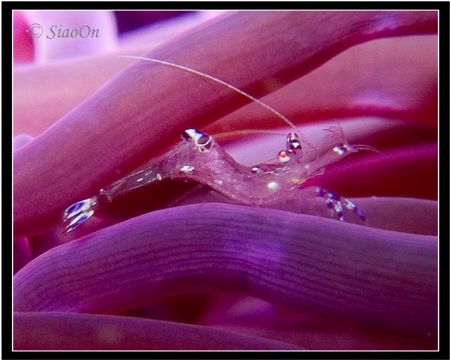 icy cool shrimp. Taken with c5060z, fl20. by Han Peng Lim 