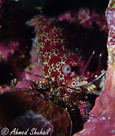 Marbled Shrimp (Saron Marmoratus) by Ahmed Shuhail 