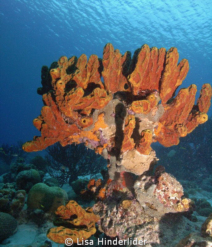 Sponge sculpture-Bonaire by Lisa Hinderlider 
