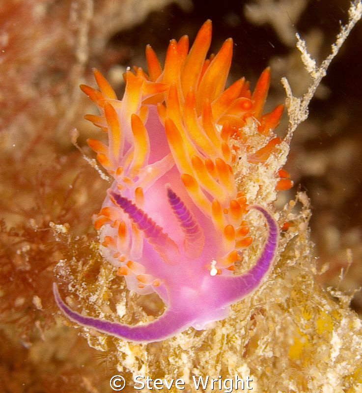Shot taken under Blairgowrie Pier,Port Philip Bay, Victor... by Steve Wright 