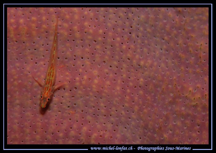 Little Goby on a sponge in the water's of Lembeh Strait..... by Michel Lonfat 